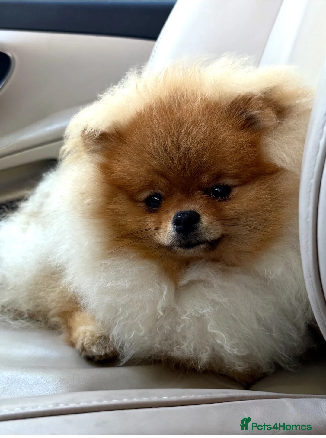 Pomeranian dogs for stud: 🐾 Handsome High-Pedigree Pomeranian Stud 🐾 in London - Advert 1