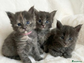 Maine Coon cats GCCF Beautiful Blue Tortie Maine Coon Kittens - Advert 1