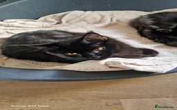 Maine Coon cats for sale: Pure maine coon kittens - Image 23