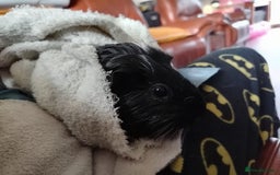 Guinea Pig rodents for sale: Herd of Guinea Pigs - Image 15