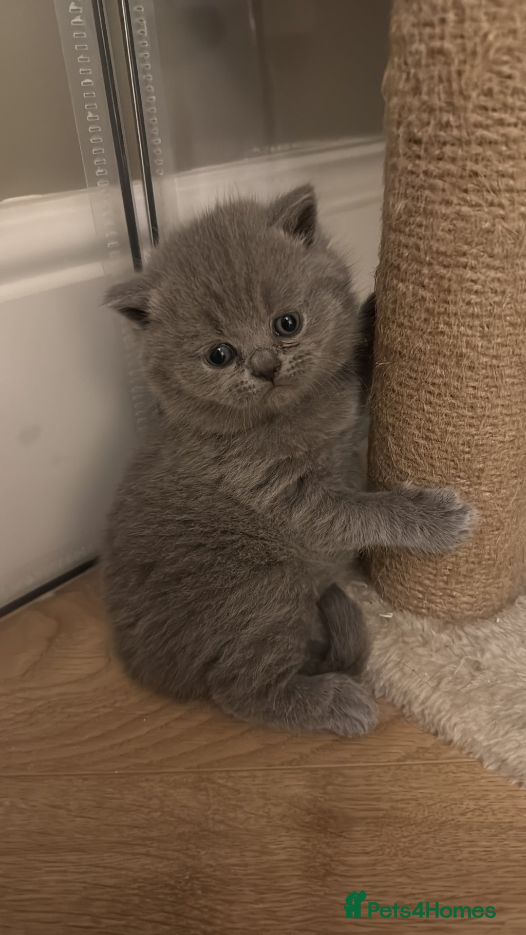 British Shorthair cats for sale: 5 chunky British shorthair kittens for sale  - Advert 1