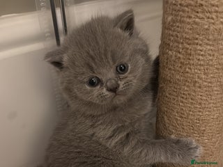 British Shorthair cats 5 chunky British shorthair kittens for sale - Advert 2