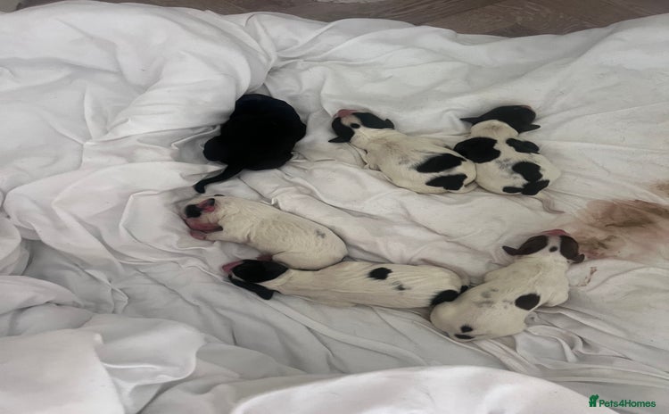 Sprocker dogs - Advert 8