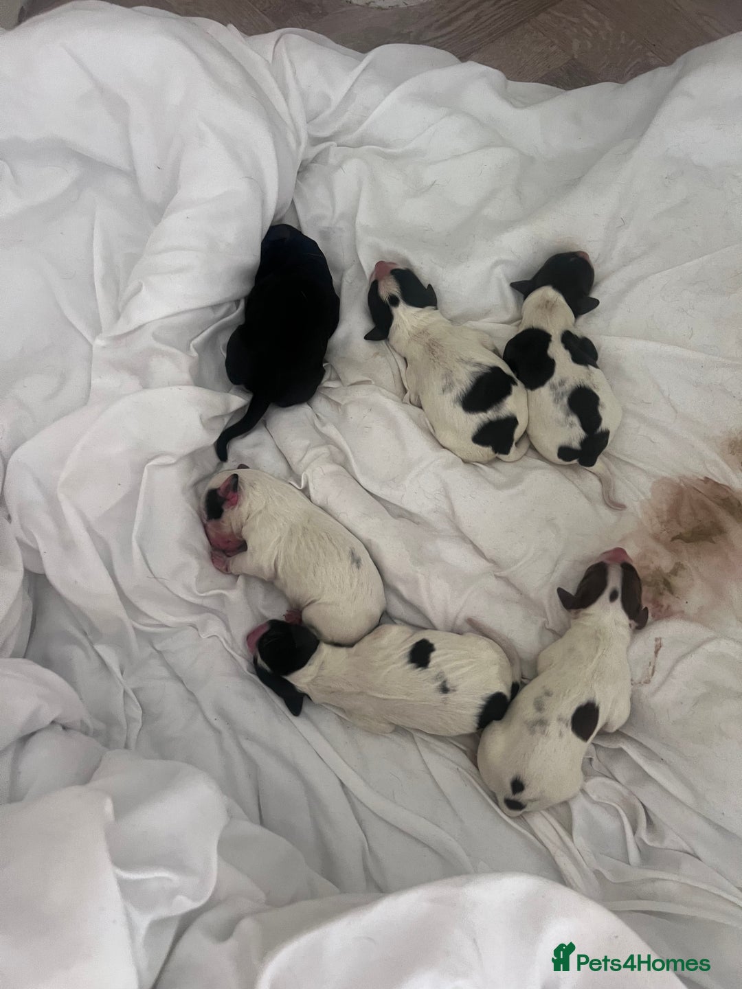 Sprocker dogs for sale: Sprocker pups for sale  - Image 1
