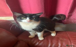 Mixed Breed cats for sale: 7 kittens for sale , all 6 months old  - Image 6