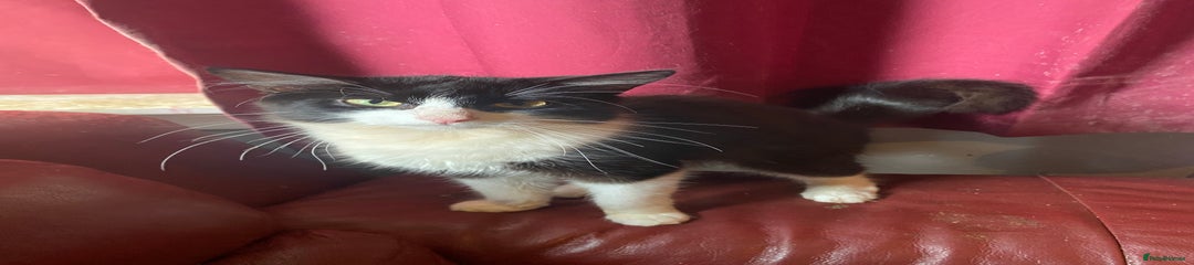 Mixed Breed Kitten 2