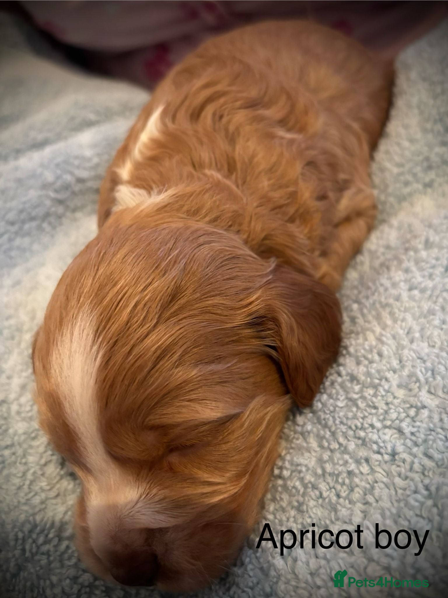 Cockapoo dogs F2 Cockapoos - 1 boy and 3 girls remain  - Advert 2