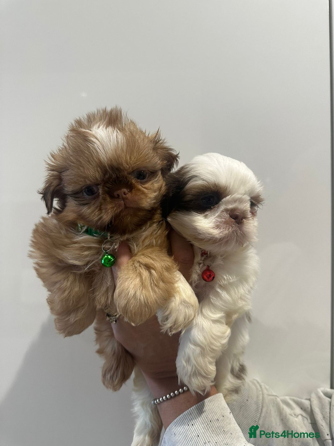 Shih Tzu dogs for sale: IMRERIAL SHIHTZU PUPPIES - Advert 29