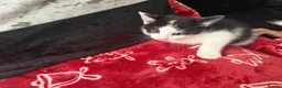 Siberian cats for sale: 8 weeks old Siberian kittens GOOD HOMES ONLY in Bootle - Advert 8