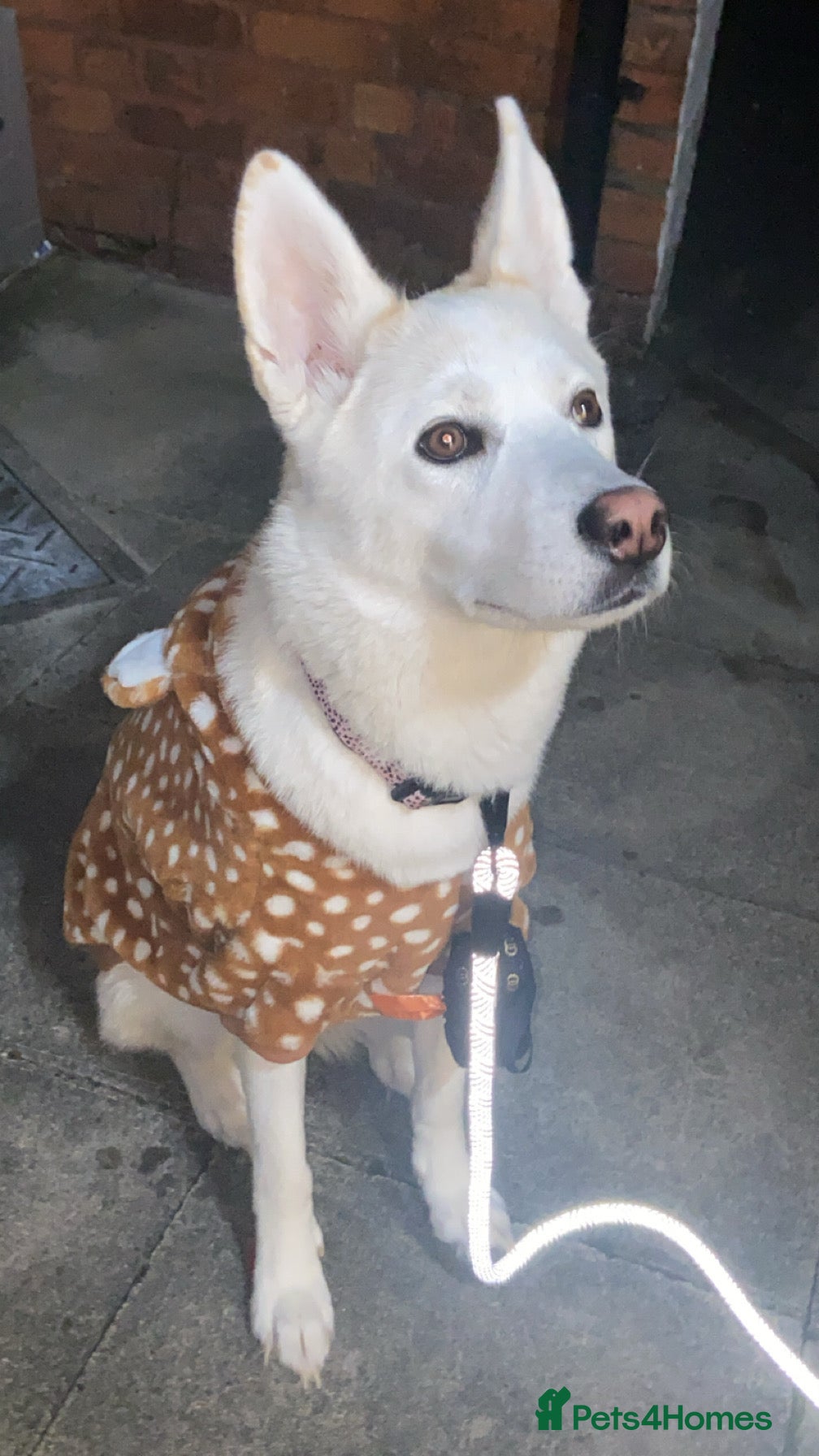 Huskita dogs Huskita dog - Advert 3