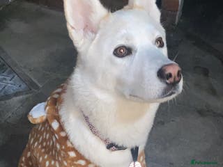 Huskita dogs Huskita dog - Advert 3