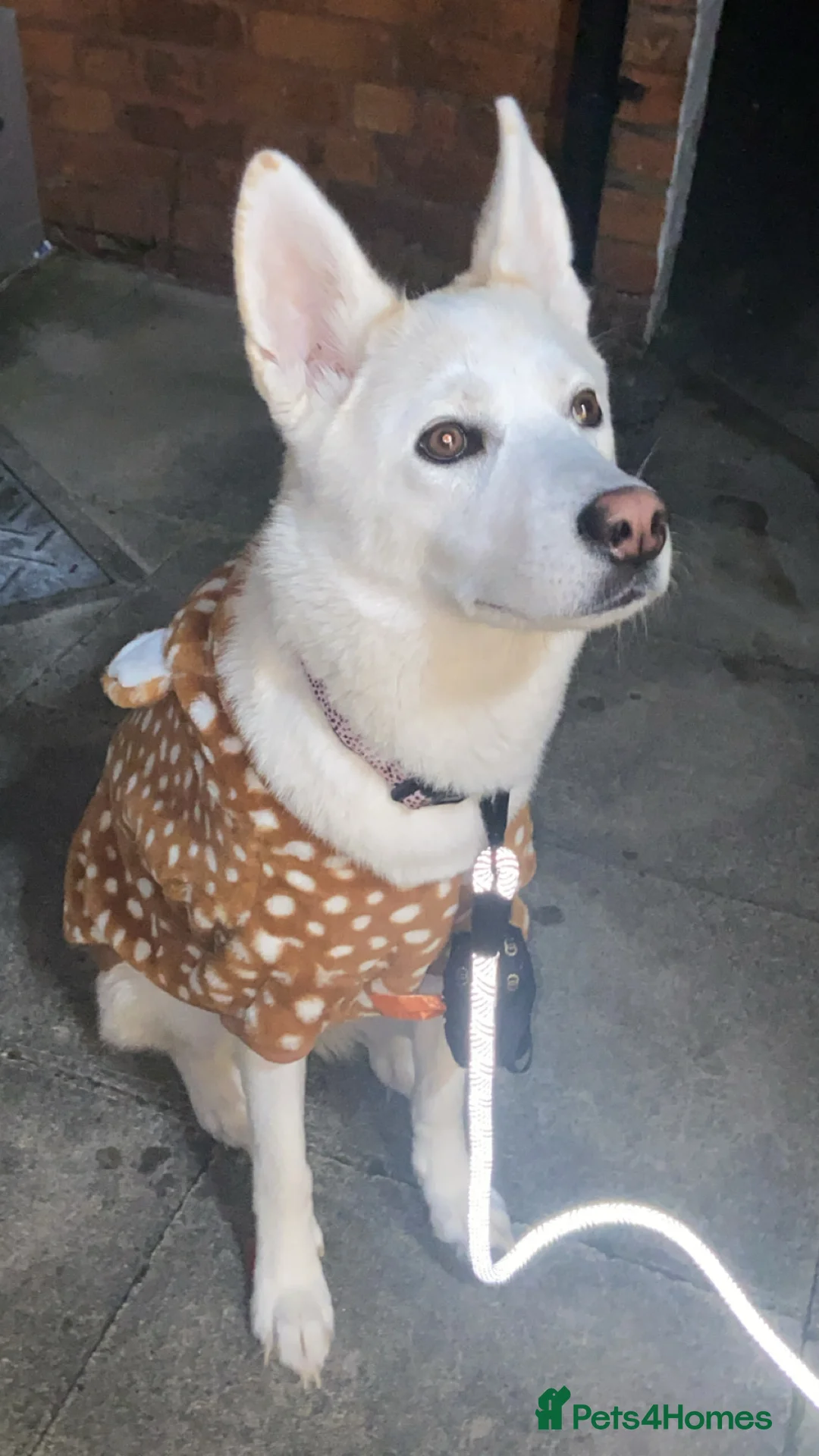 Huskita dogs for sale: Huskita dog - Advert 1