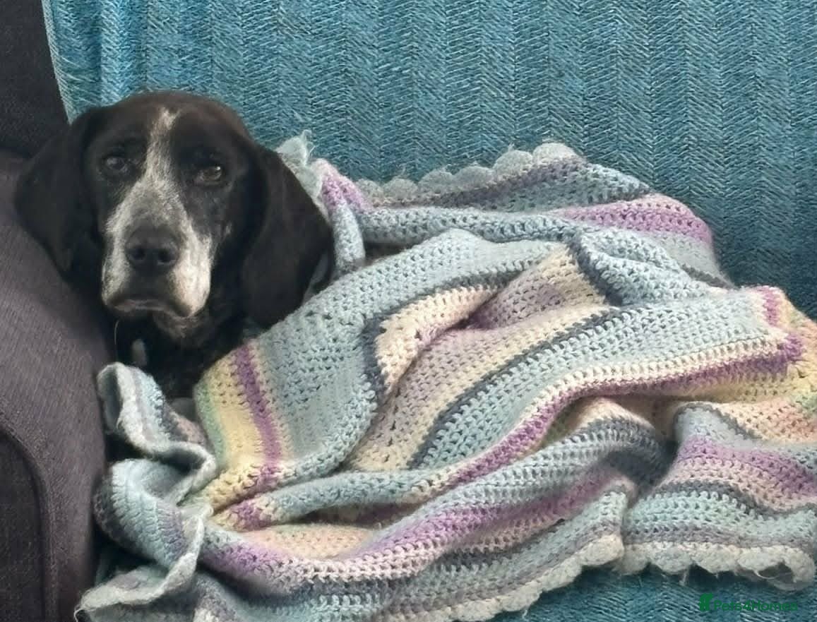 Pointer dogs for adoption: Sweet Marlie is looking for her golden basket in Crieff - Advert 3