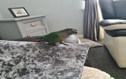 Conures birds for sale: Green Cheek Conure  - Image 5