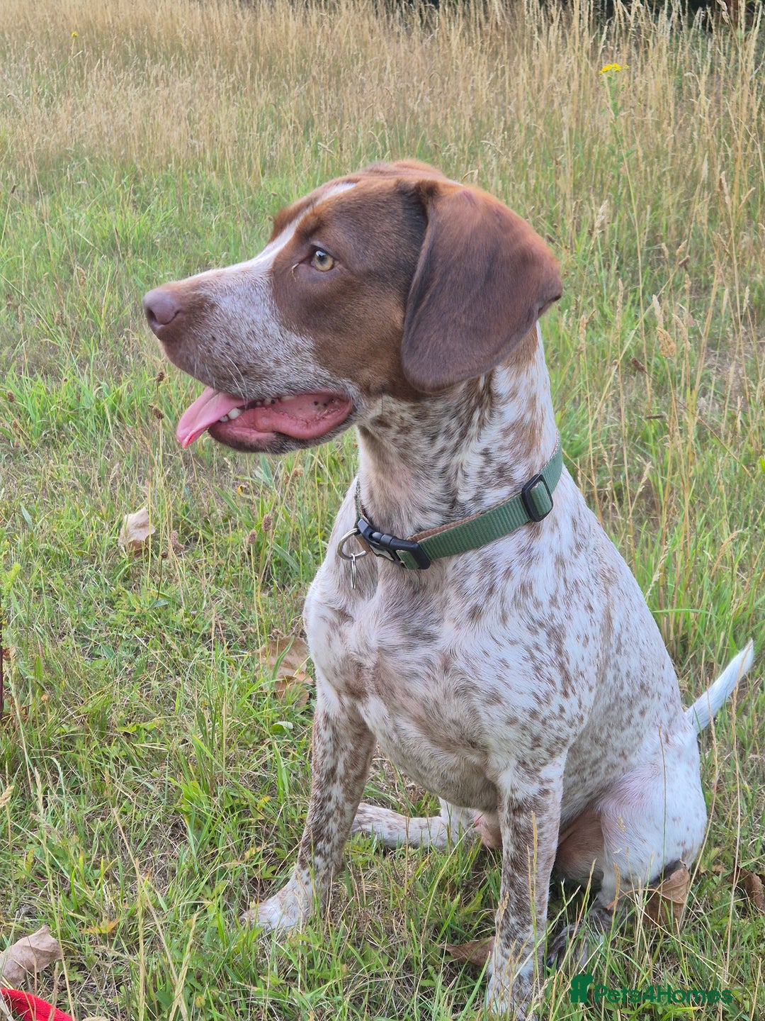 Mixed Breed dogs for sale: Sprocker spaniel x American Bulldog 1 year old  - Image 4