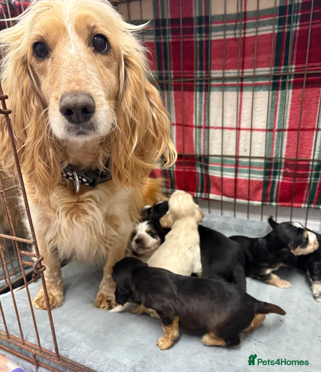 Cocker Spaniel dogs for sale: 7 Beautiful Cocker spaniel puppies  - Advert 2