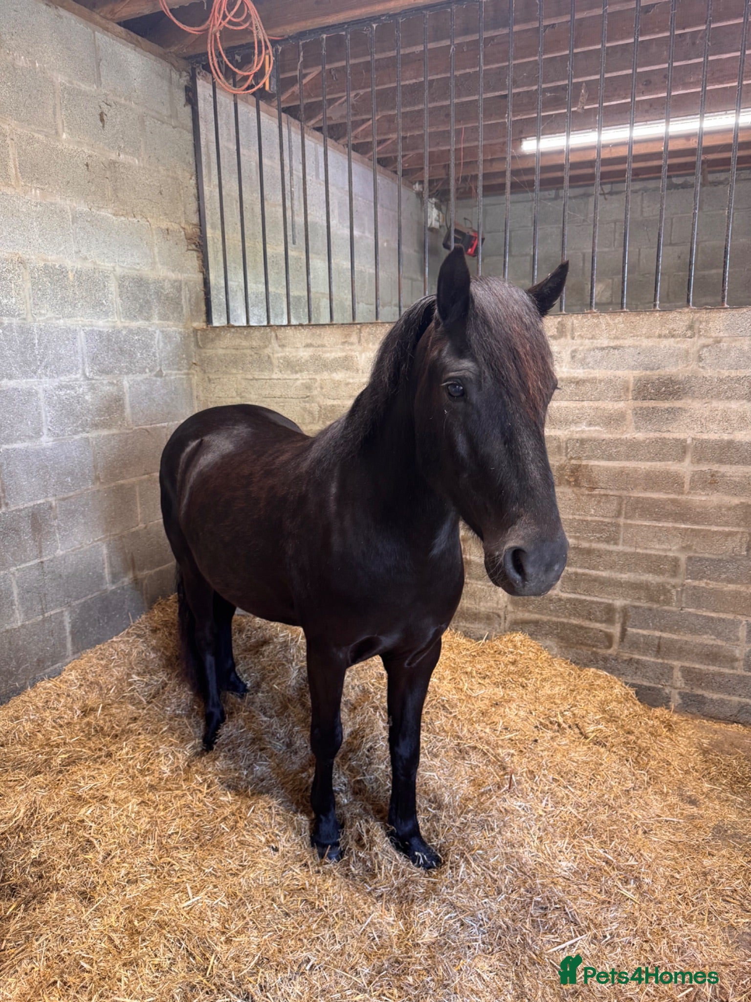 Dartmoor horses Dartmoor Pony - Charlie  - Advert 1