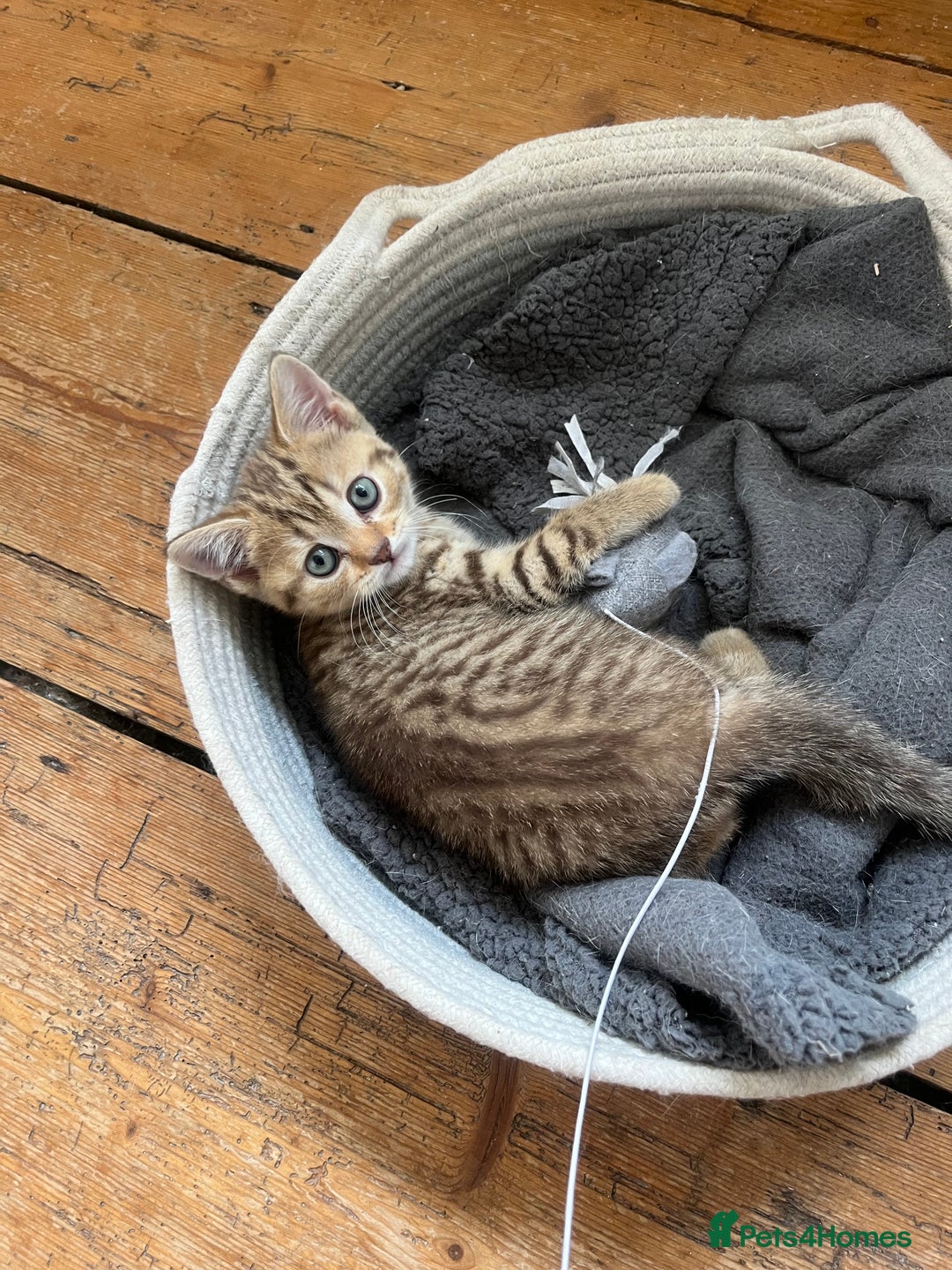 British Shorthair cats for sale:  Beautiful and gentle British shorthair kittens - Image 7