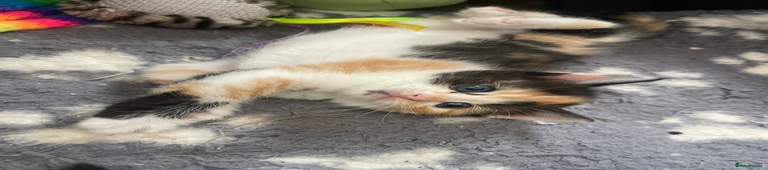 Ragdoll Kitten 3