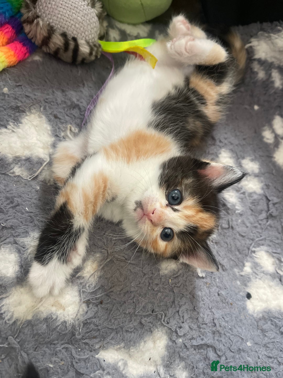 Ragdoll cats for sale: Ragdoll cross kittens  - Image 9