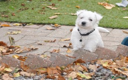 West Highland Terrier dogs for sale: Gorgeous West Highland Terrier Puppies - Image 4