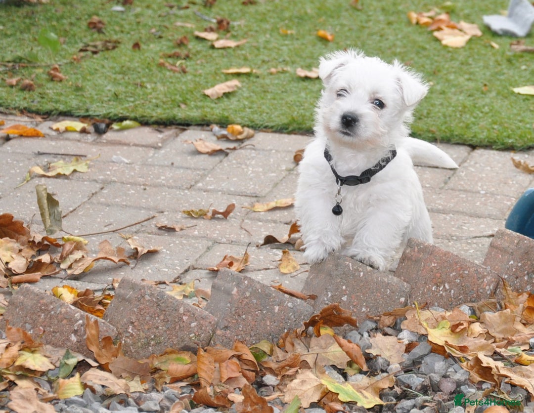 West Highland Terrier dogs for sale: Gorgeous West Highland Terrier Puppies - Image 4