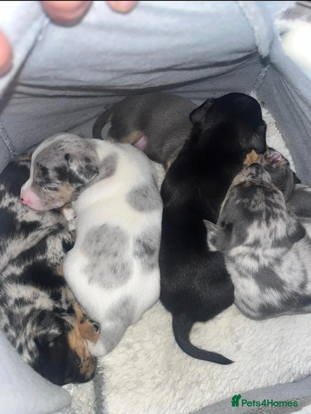 Jack Russell dogs for stud: Jack Russell for stud  - Advert 4