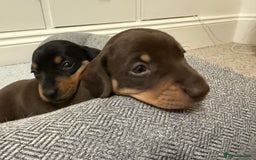 Miniature Dachshund dogs for sale: Two beautiful mini dash’s  - Image 10