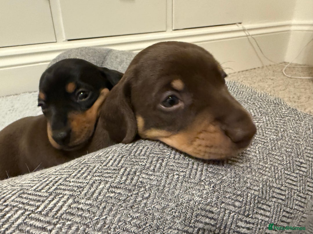 Miniature Dachshund dogs for sale: Two beautiful mini dash’s  - Image 10