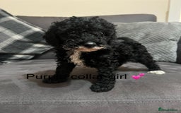 Miniature Poodle dogs for sale: 3 miniature poodles remaining  - Image 9