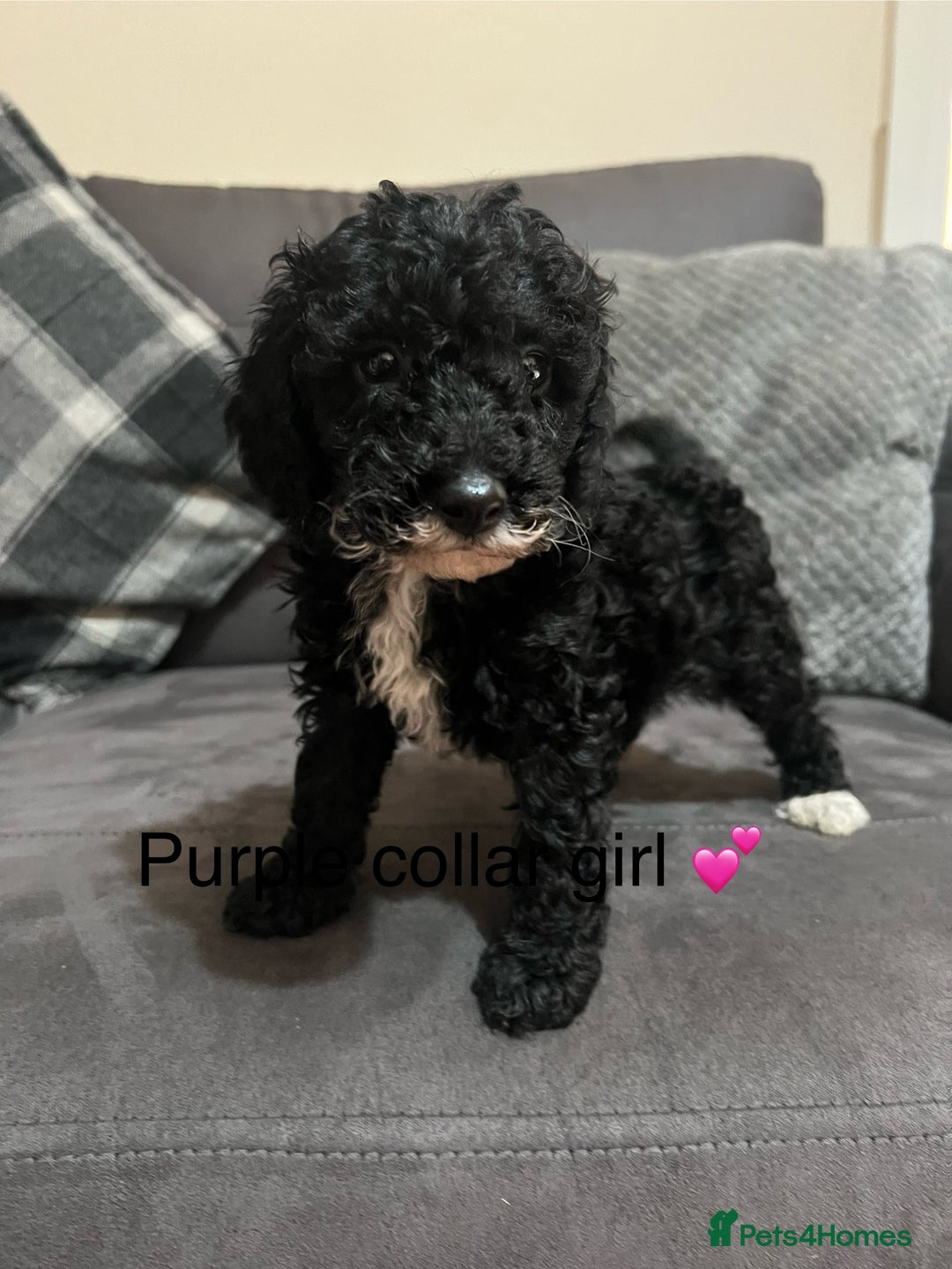 Miniature Poodle dogs for sale: 3 miniature poodles remaining  - Image 9
