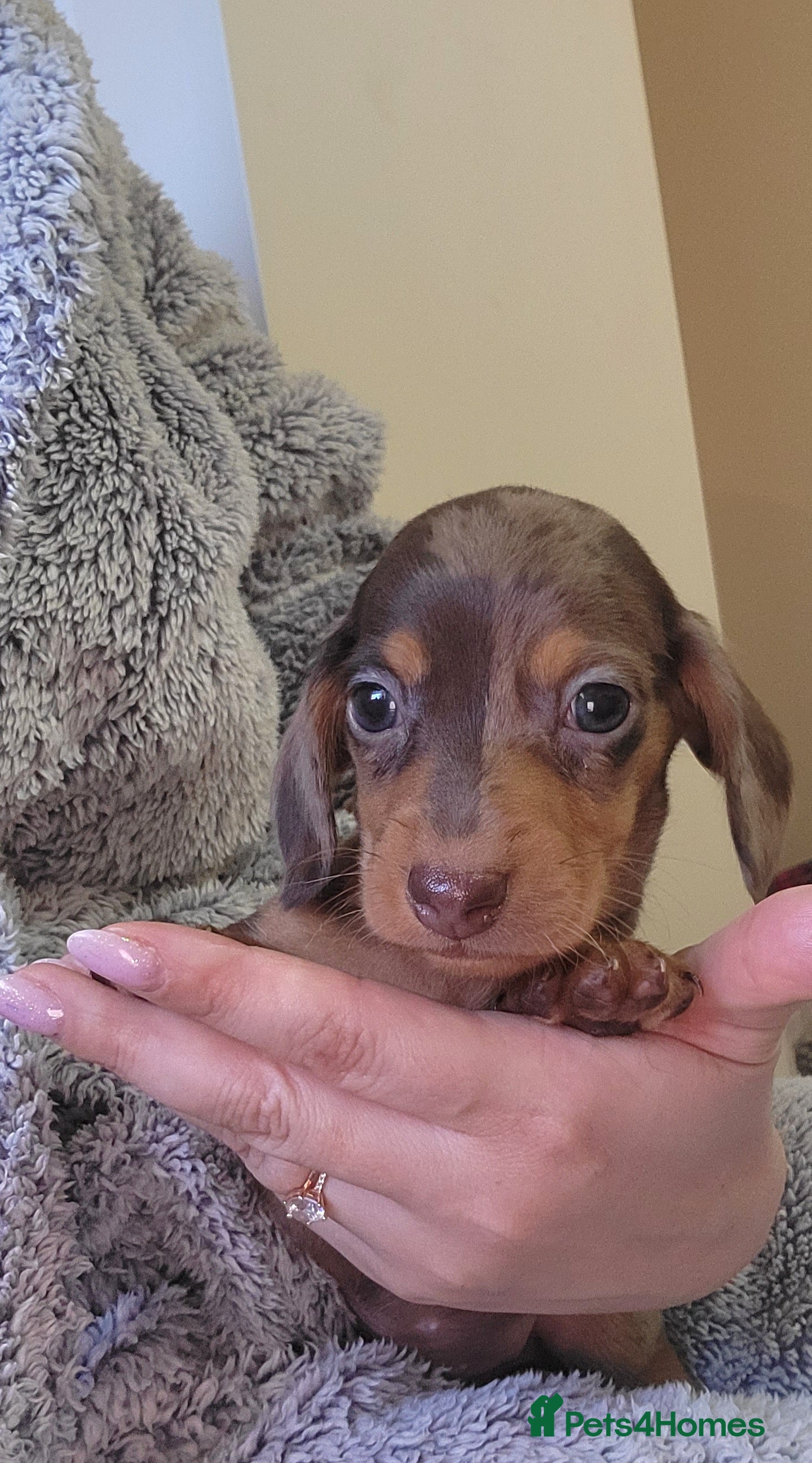 Miniature Dachshund dogs Kc Miniature  Dachshund  - Advert 1