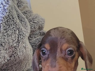 Miniature Dachshund dogs Kc Miniature Dachshund - Advert 4