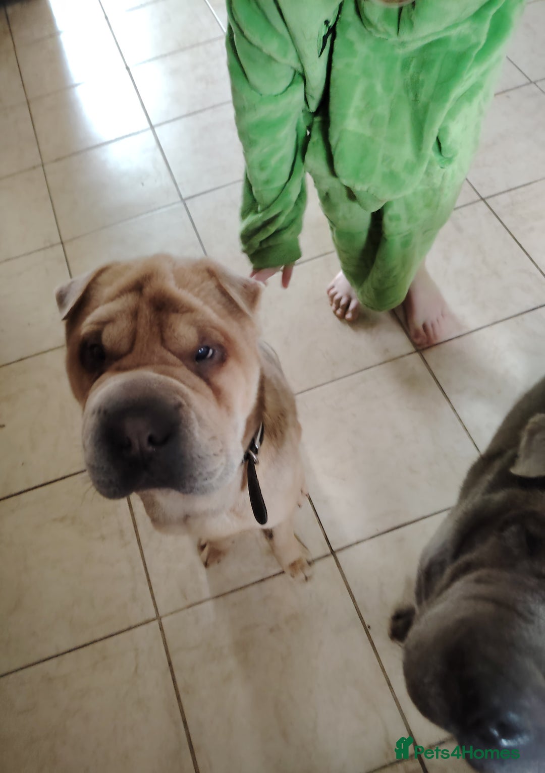 Shar Pei dogs for sale: Two male shar pei - Image 5