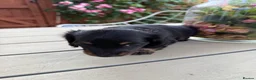 Miniature Dachshund dogs for sale:  Adorable Miniature Dachshund Puppies - Advert 23