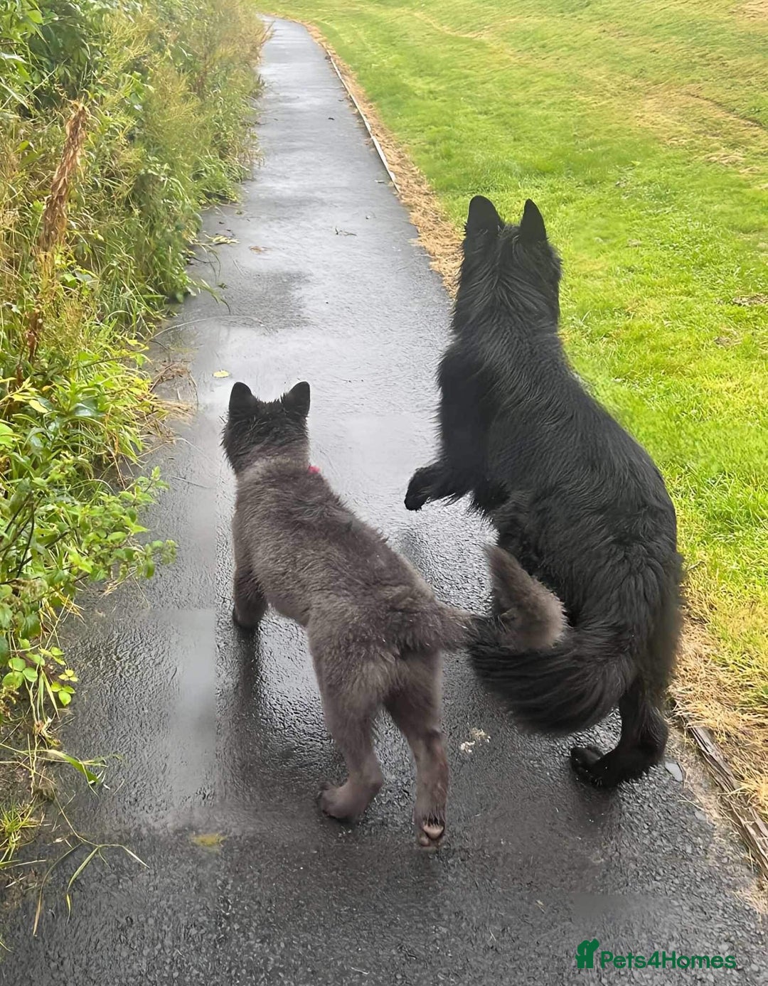 German Shepherd dogs for sale: Beautiful German Shepherd Pair for Rehome - Image 6