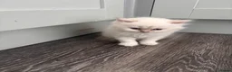 Mixed Breed cats for sale: Adorable kittens - Advert 12