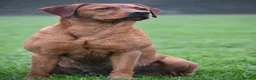 Labrador Retriever dogs for sale: KC Reg Dark Fox Red Labrador Puppies Health Tested - Advert 17