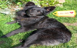Mixed Breed dogs for adoption: 💖🐶 LILU JET 🐶💖 - Image 2