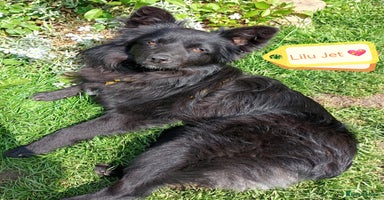 Mixed Breed dogs - Advert 1