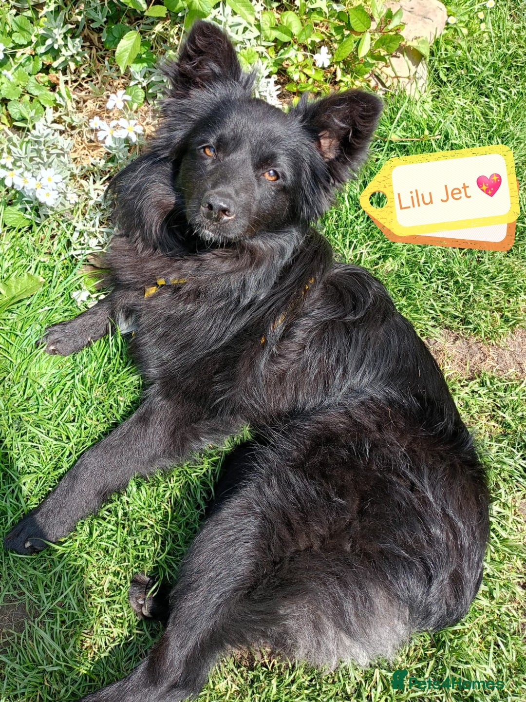 Mixed Breed dogs for adoption: 💖🐶 LILU JET 🐶💖 - Image 2
