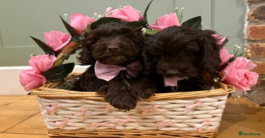 Cockapoo dogs Beautiful litter of chocolate cockapoo puppies  - Advert 6