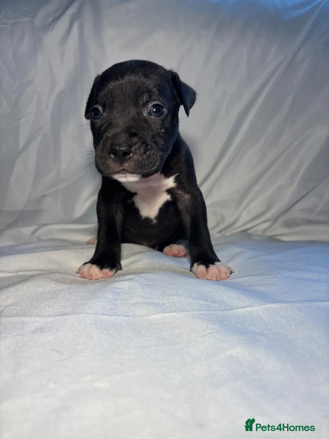 Mixed Breed dogs for sale: Staffy cross pups looking for forever homes🏡 - Advert 2