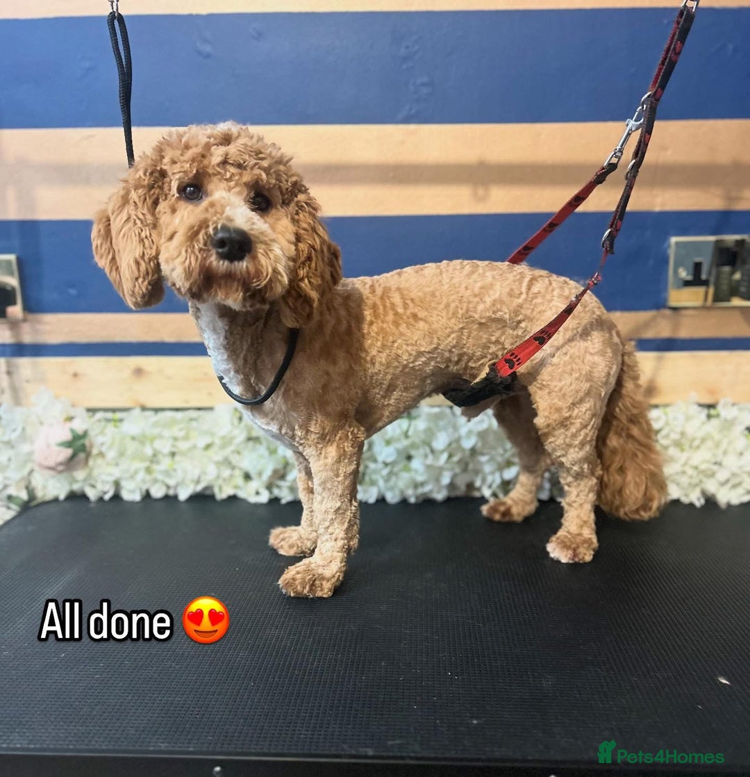 Cockapoo dogs for stud: T2 Cockerpoo for Stud - Advert 1