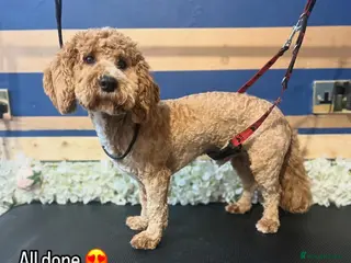 Cockapoo dogs T2 Cockerpoo for Stud - Advert 14