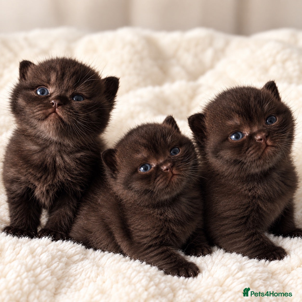 British Shorthair cats 🏆Champions line🏆BSH Kittens Tica reg  - Advert 1