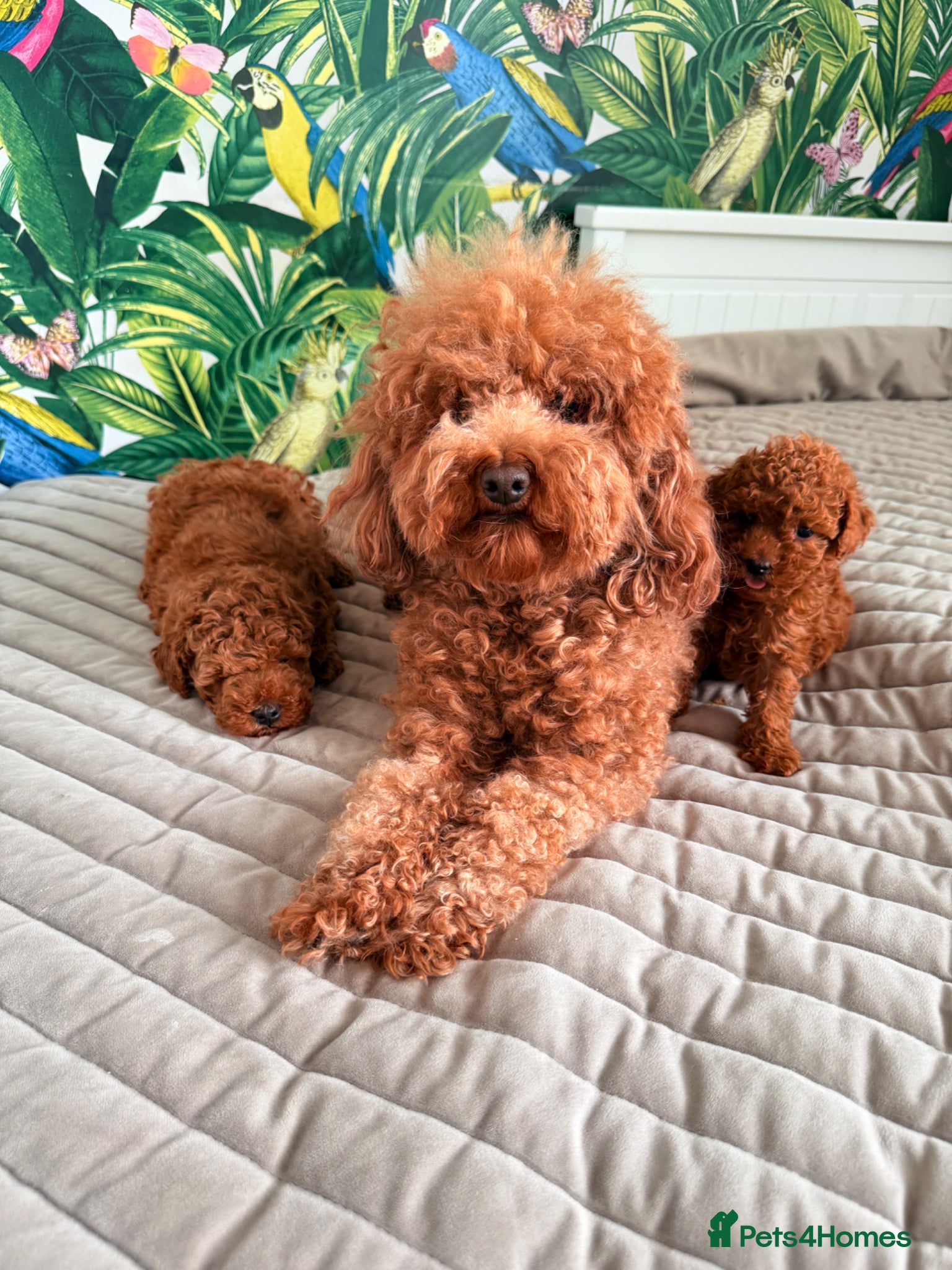 Toy Poodle dogs for sale: Beautiful Toy Poodle Available-One Girl & Boy 🐾❤️ - Advert 8