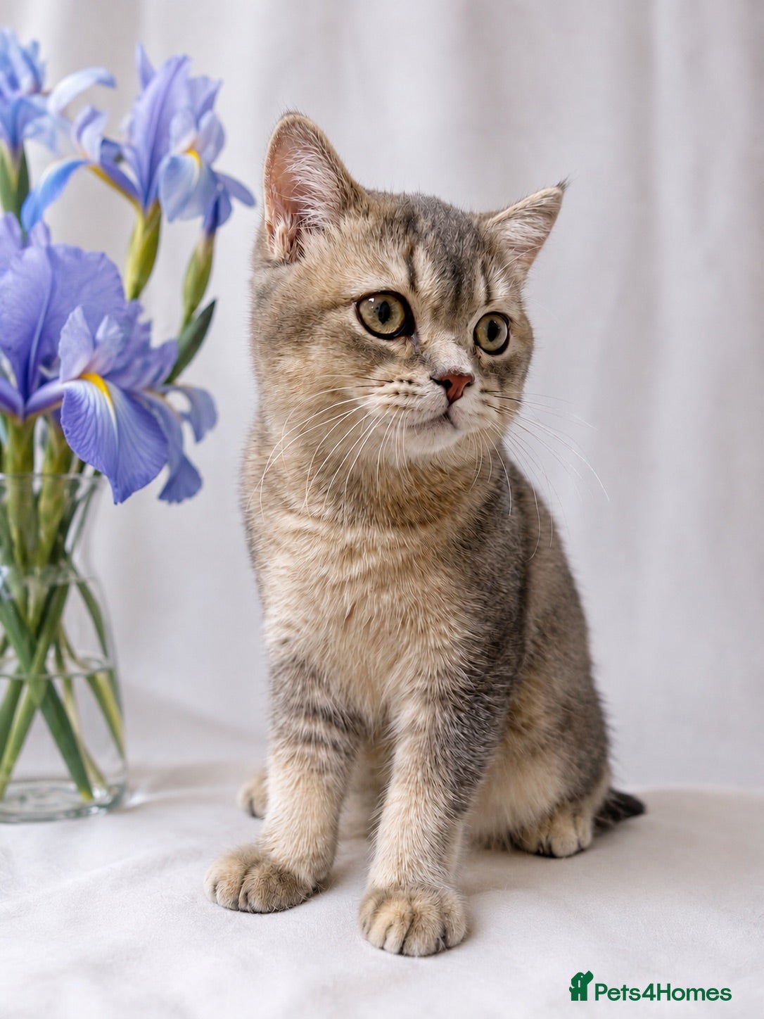 British Shorthair cats GCCF Golden Blue 🦋BSH Boy  - Advert 13