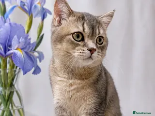 British Shorthair cats GCCF Golden Blue 🦋BSH Boy - Advert 13
