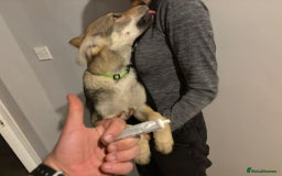 Saarloos Wolfdog dogs for sale: Rare Wolfdog Pups - Socialised & Highly Trainable - Image 13